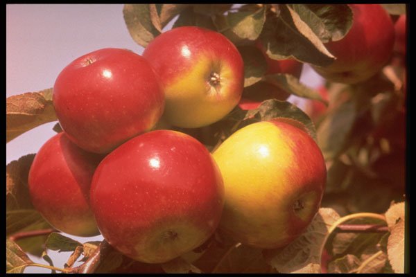 341030 Apples, Annapolis Valley, Nova Scotia A4 Photo Print