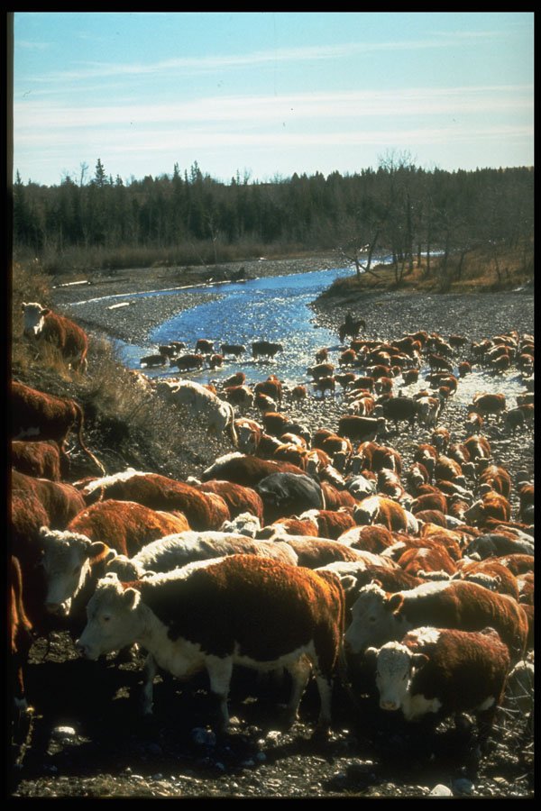 341031 Cattle Drive, Turner Valley, Alberta A4 Photo Print