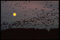 341043 Canada Geese In Flight, Jack Miner's Sanctuary, Ontario A4 Photo Print