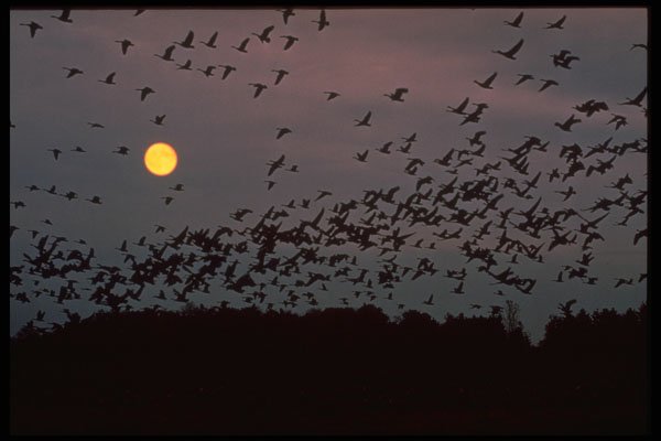 341043 Canada Geese In Flight, Jack Miner's Sanctuary, Ontario A4 Photo Print