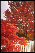 341052 Old Chelsea, Quebec A4 Photo Print