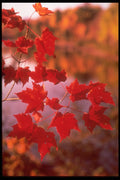 341053 Maple Leaves, Quebec A4 Photo Print