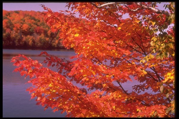 341054 Maple Leaves, Gatineau River, Quebec A4 Photo Print