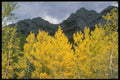 341056 Sawback Range & Yellow Aspen Trees, Alberta A4 Photo Print
