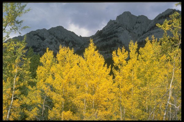 341056 Sawback Range & Yellow Aspen Trees, Alberta A4 Photo Print