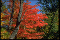 341071 Trees, Sy Francois de Madawaska, New Brunswick A4 Photo Print