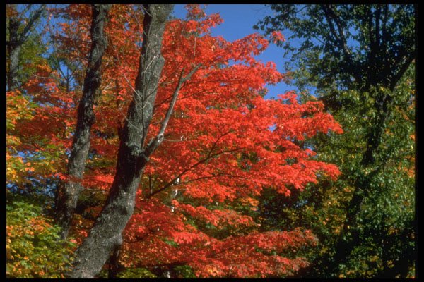 341071 Trees, Sy Francois de Madawaska, New Brunswick A4 Photo Print