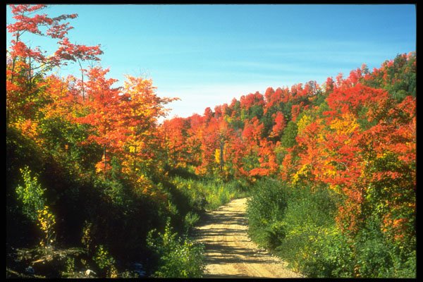 341075 Muskoka, Ontario A4 Photo Print