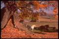341077 Horses & Farm, Cantley, Quebec A4 Photo Print