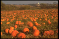341078 Field Of Squash, Bowmanville, Ontario A4 Photo Print
