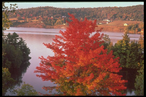 341085 Maple Tree At Cantley & Gatineau River, Quebec A4 Photo Print