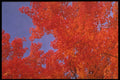341087 Maple Trees Aflame, Quebec A4 Photo Print