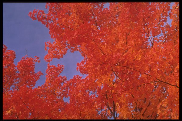 341087 Maple Trees Aflame, Quebec A4 Photo Print