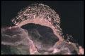 342004 Chinese Fluorite With Purite Dome A4 Photo Print