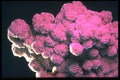 342011 Mexican Rose Selenite A4 Photo Print