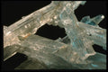 342014 Icelandic Spar (detail) A4 Photo Print
