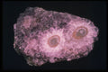 342021 Amethyst Stalactite A4 Photo Print