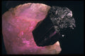 342031 Black Tourmaline In Rose Quartz A4 Photo Print