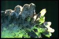 342038 Quartz With Growing Chrysocolla A4 Photo Print