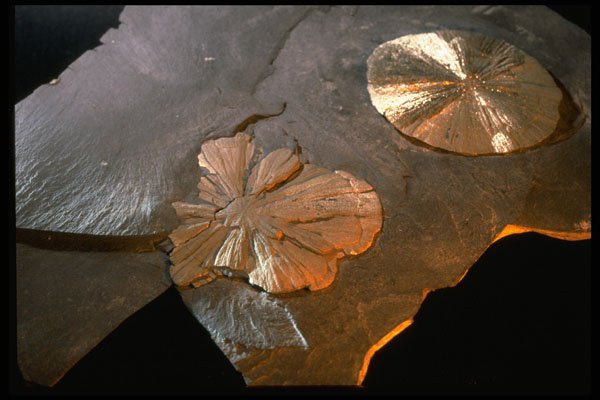342056 Pyrite Suns A4 Photo Print