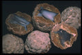 342083 Thunder Eggs (Oregon) A4 Photo Print