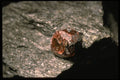 342099 Alaska Garnet In Matrix A4 Photo Print