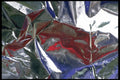 343005 Red, Green And Blue On Wrinkled Silver Reflector A4 Photo Print