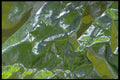 343008 Yellow And Green On Wrinkled Silver Reflector A4 Photo Print