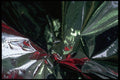 343011 Red And Green On Wrinkled Silver Reflector A4 Photo Print