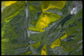 343017 Yellow And Green On Wrinkled Silver Reflector A4 Photo Print