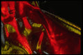 343037 Red And Yellow On Wrinkled Silver Reflector A4 Photo Print