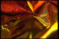 343042 Red, Orange And Yellow On Wrinkled Silver Reflector A4 Photo Print