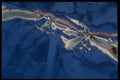 343066 Dark Pink And Blue On Wrinkled Silver Reflector A4 Photo Print