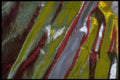 343070 Red And Yellow On Wrinkled Silver Reflector A4 Photo Print