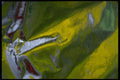 343077 Red, Green And Yellow On Wrinkled Silver Reflector A4 Photo Print