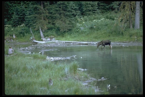 344017 Moose Habitat, Riding Mountain, Manitoba A4 Photo Print