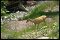 344020 Mule Deer, Waterton Lakes, Alberta A4 Photo Print