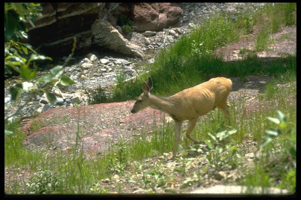 344020 Mule Deer, Waterton Lakes, Alberta A4 Photo Print