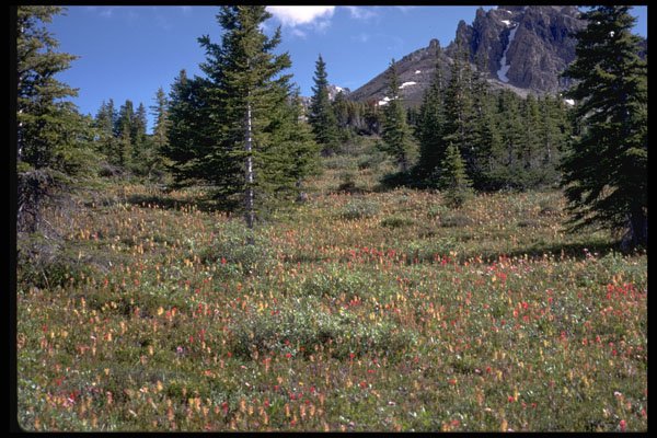 344026 Peyto Lake Nature Trail, Banff, Alberta A4 Photo Print