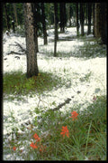 344030 Early Snow And Paintbrushes, Banff, Alberta A4 Photo Print