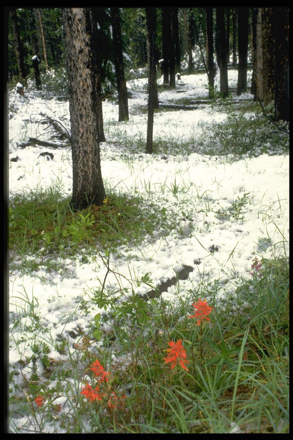 344030 Early Snow And Paintbrushes, Banff, Alberta A4 Photo Print