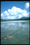 344040 High Tide, Pacific Rim, British Columbia A4 Photo Print
