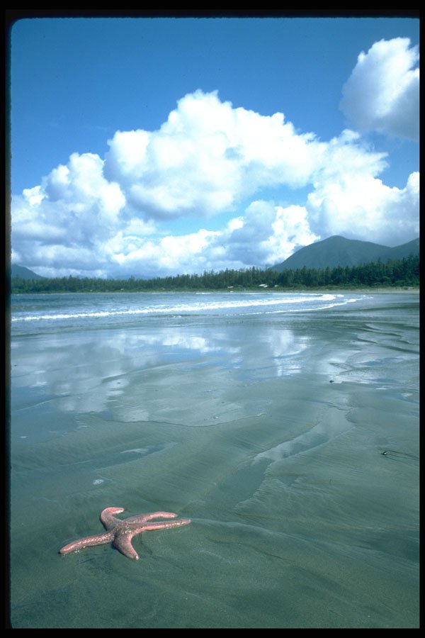 344040 High Tide, Pacific Rim, British Columbia A4 Photo Print