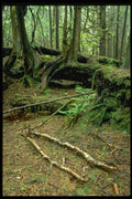 344041 Rain Forest, Pacific Rim, British Columbia A4 Photo Print
