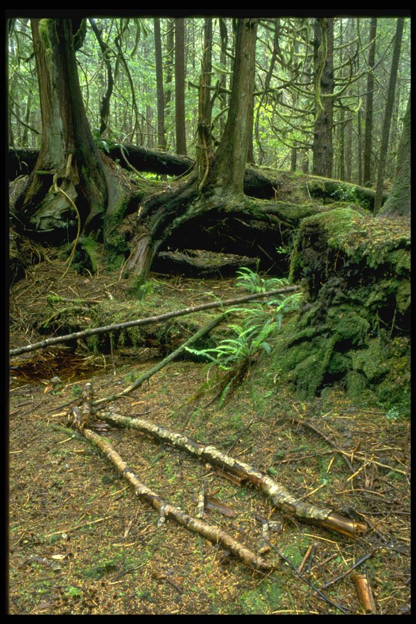 344041 Rain Forest, Pacific Rim, British Columbia A4 Photo Print