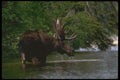 344084 Moose, Pukaskwa, Ontario A4 Photo Print