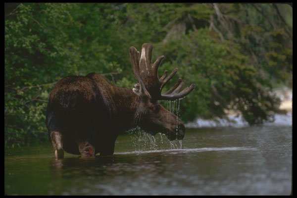 344084 Moose, Pukaskwa, Ontario A4 Photo Print