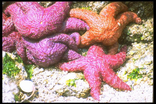 344088 Sea Stars, Pacific Rim, British Columbia A4 Photo Print