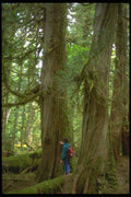 344089 Queen Charlottes, British Columbia A4 Photo Print
