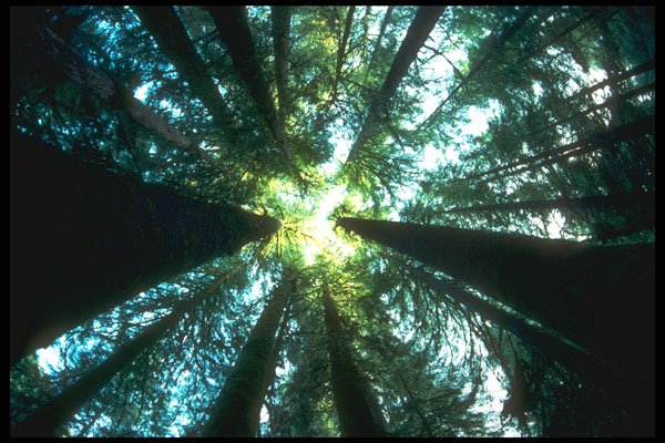 344091 Temperate Rain Forest, Queen Charlottes, British Columbia A4 Photo Print